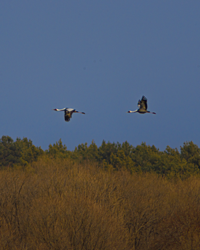 Даурские журавли
