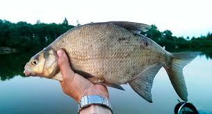 Тот самый лещ