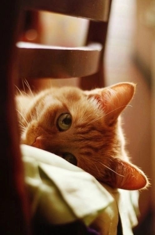 Ну прям милее некуда