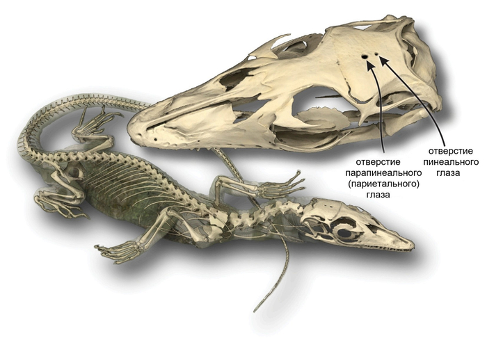     ,    ,   !    Saniwa ensidens      .