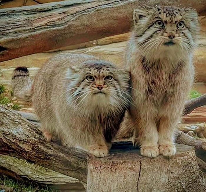 Я и моя вторая половинка