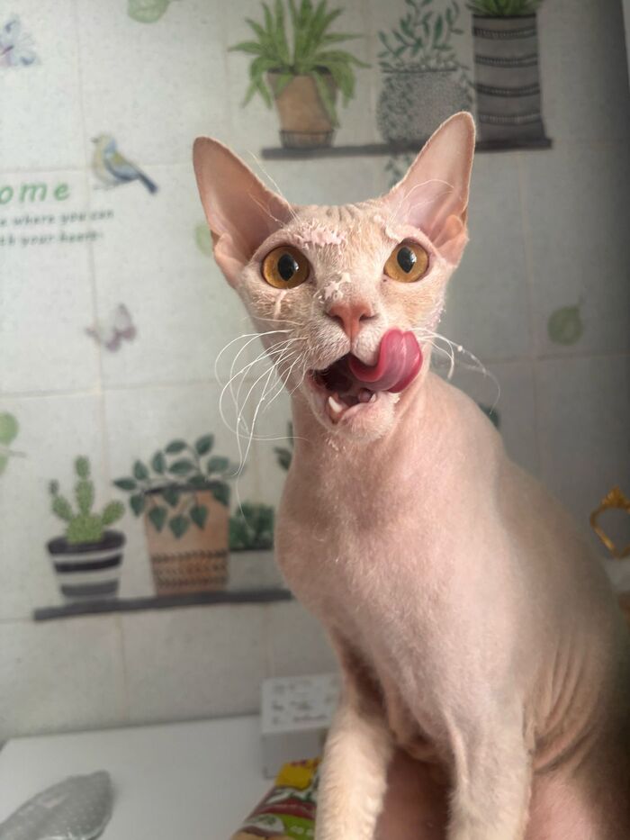 Йогуртный кот