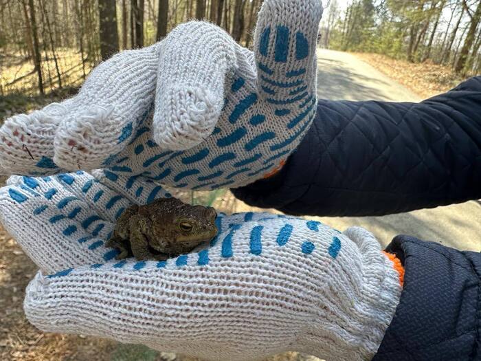 Жабья милота из Петербурга