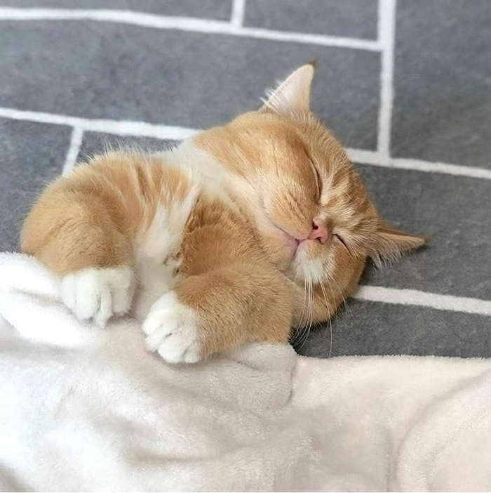 Сладко спит