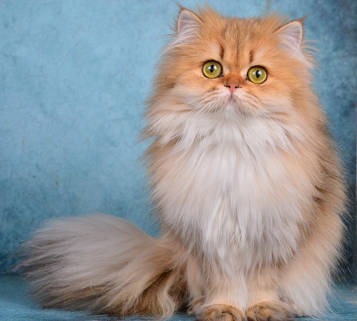 Британская длинношерстная золотая шиншилла