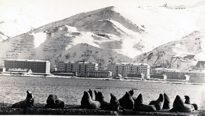 Сивучи в 1980 году (источник фото: <a href="https://pikabu.ru/story/sakhalin_yekskursiya_k_sivucham_v_nevelsk_chast_vtoraya_12601508?u=https%3A%2F%2Foldsakhalin.ru%2Fhistory%2Fphoto%2F2187.html&t=%D0%A1%D1%82%D0%B0%D1%80%D1%8B%D0%B9%20%D0%A1%D0%B0%D1%85%D0%B0%D0%BB%D0%B8%D0%BD&h=980947c72d954d01de21e87e4ee9cd303b6d8141" title="https://oldsakhalin.ru/history/photo/2187.html" target="_blank" rel="nofollow noopener">Старый Сахалин</a>).