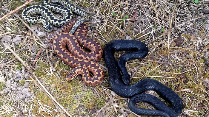 Все змеи на этом фото — одного вида. Это гадюки. Просто у них разные морфы.