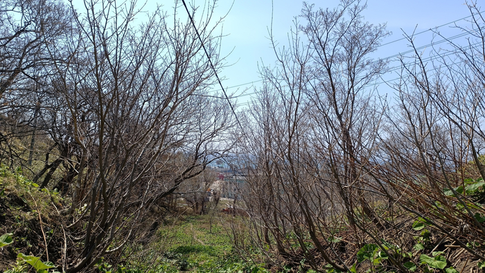 Мы ездили 2 мая, а летом здесь заросли погуще, конечно.