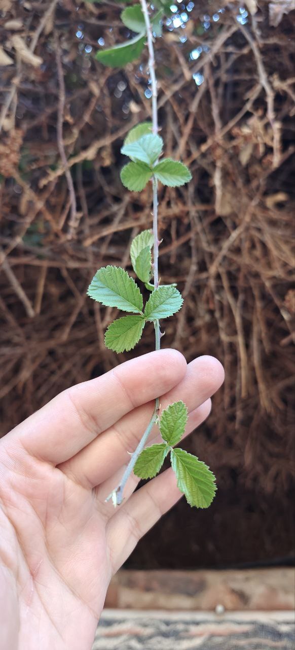 Загуглив, обнаружил, что я не первый, кто озадачился данным вопросом: