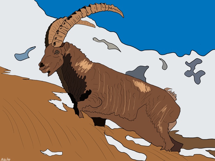 Сибирский Горный Козел