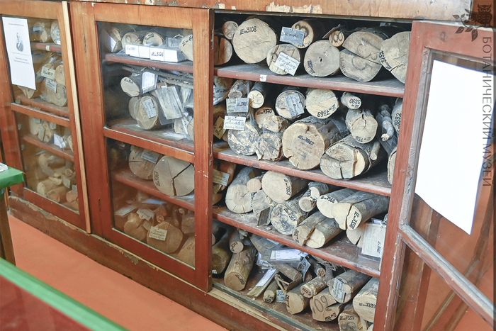 Коллекция древесин, привезенных К.И. Максимовичем с Дальнего Востока. Дендрологическая коллекция Ботанического музея БИН РАН.