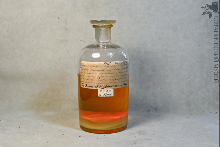 Масло из семян камелии (Camellia sp.). Из Японии, от К.И. Максимовича. Этим маслом покрывают металлические предметы для предохранения их от ржавчины А также пропитывают бумагу для зонтиков, отчего она делается непромокаемой.