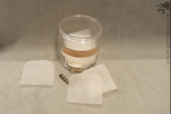 Образец бумаги из тетрапанакса бумагоносного в коллекции экономической ботаники Ботанического музея БИН РАН.