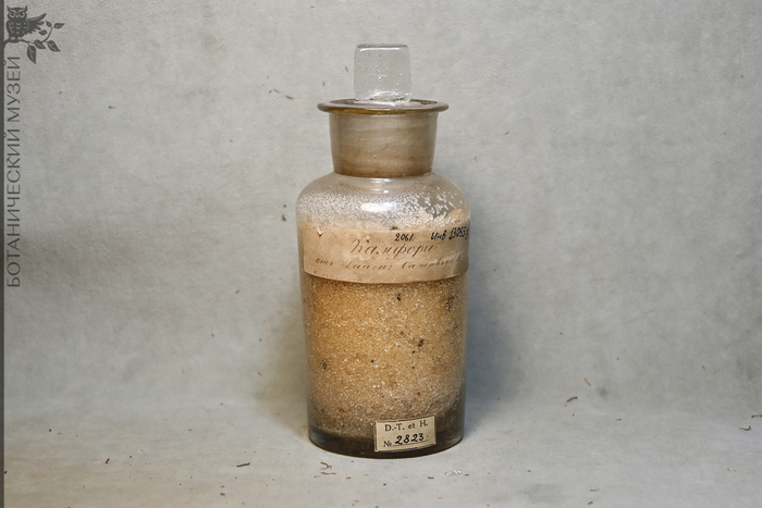 Камфора кристаллическая из коричника камфорного (Laurus camphora). Из Японии, от К.И. Максимовича. Коллекция экономической ботаники Ботанического музея БИН РАН.