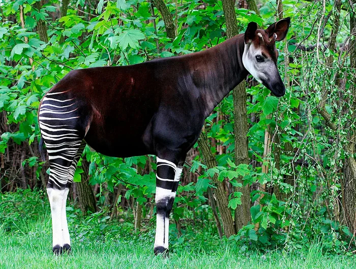 Палеоформы жизни