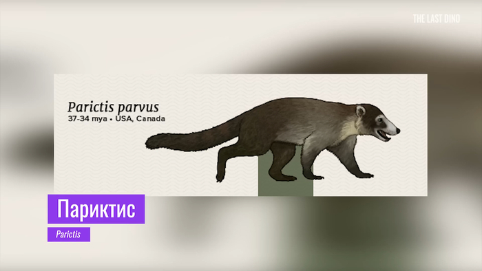 Вот это чудо похоже на енота, но является самым ранним родственником медведей. Длина черепа париктиса - всего 7 сантиметров. Он был весьма небольшим и изящным животным, что резко контрастирует с более поздними формами