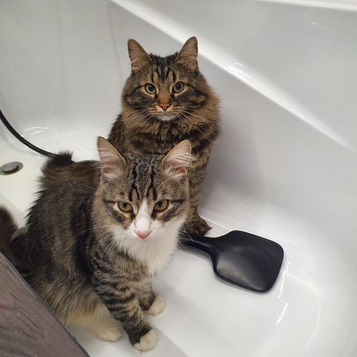 Банный день, хозяйка, ты что забыла?