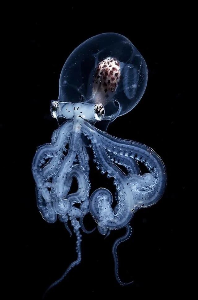 Wunderpus photogenicus , , , 