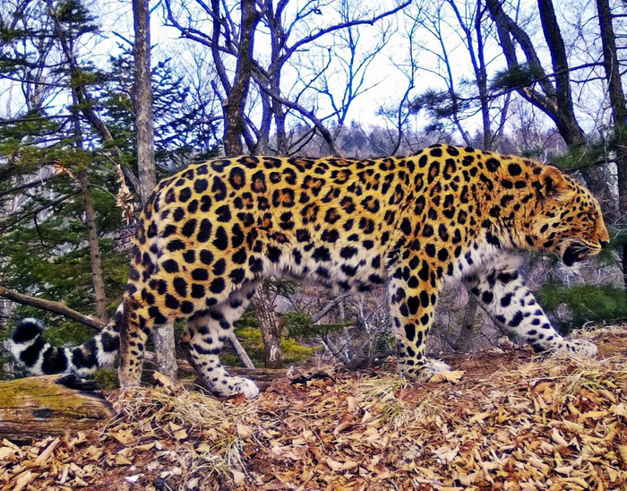Идеальное телосложение для кота, издали видно, что мужик, ни за что с самкой не перепутать