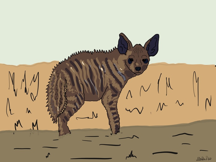 Латинское название полосатого вида – Нyaena hyaena.