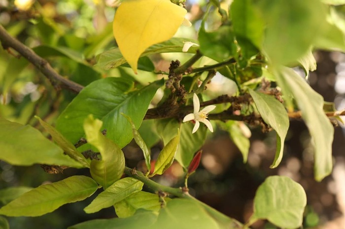 Лимоны, мандарины и апельсины прямо на улицах! Какой запах от этих цветочков!