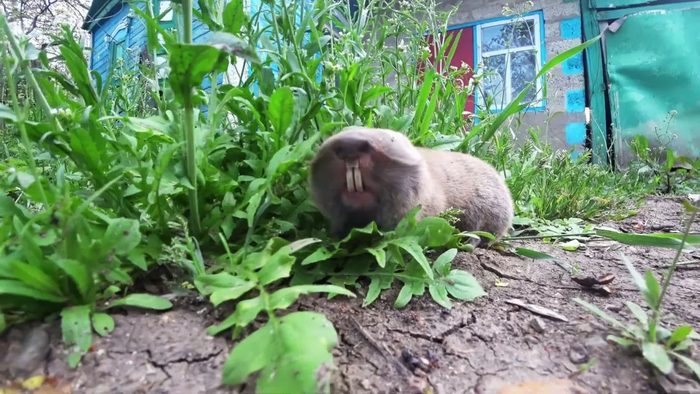          , ,  ,  ()        , .