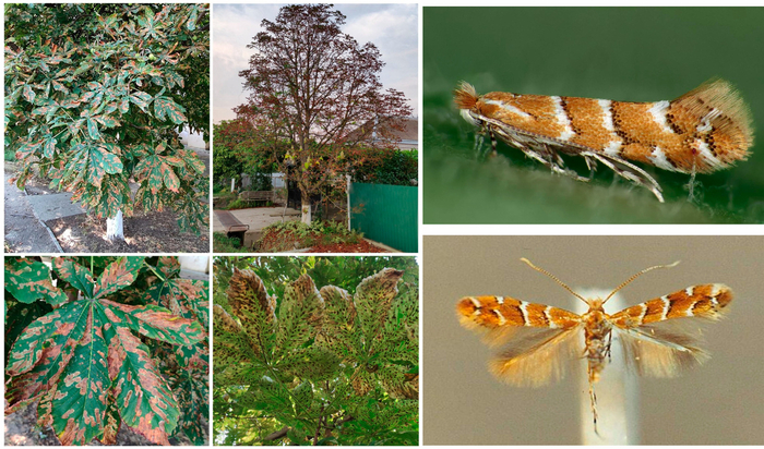Естественными врагами минирующей моли в городе являются синицы (большаки и лазоревки), пауки, божьи коровки, но они, увы, не успевают уничтожать всех вредителей.