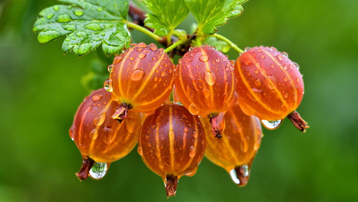 Ягоды крыжовника