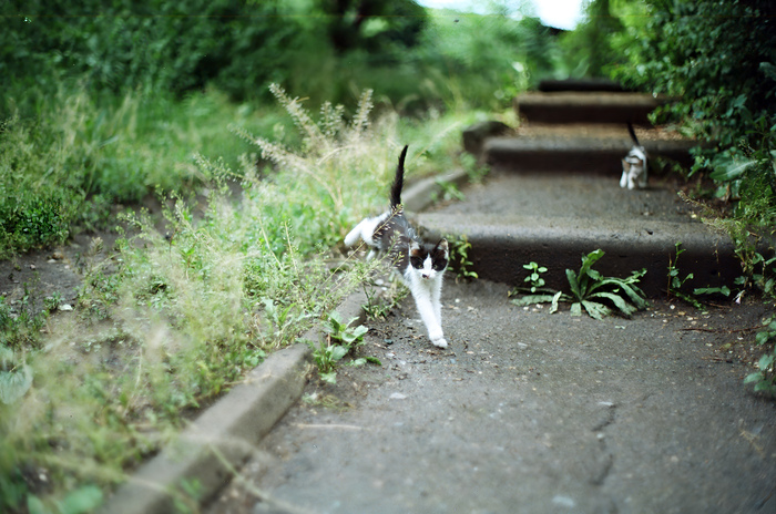 ***  , 2012, ,  , , Pentax