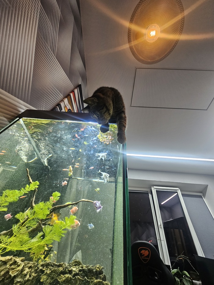    , , 