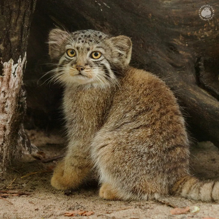 Автор фото <a href="https://pikabu.ru/story/s_dnyom_rozhdeniya_12620473?u=https%3A%2F%2Fmanulization.ru%2Fmanuls%2Fson-of-eve-2024-ii.html&t=manulization.ru&h=c5c2762b985b45a884724c6eba9142c615256c51" title="https://manulization.ru/manuls/son-of-eve-2024-ii.html" target="_blank" rel="nofollow noopener">manulization.ru</a>