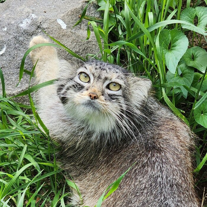 Фото взято из аккаунта <a href="https://pikabu.ru/story/s_dnyom_rozhdeniya_12620473?u=https%3A%2F%2Fwww.facebook.com%2FDakotaZoo%2Fposts%2Fpfbid0277Tci93WWdnQ7cYmZz86upiwDdqTwxW5oZt3B7sUGcmU3SZtd9ovvXcvPd3PTnkTl&t=Dakota%20zoo%20FB&h=40bc19c62a8b4a21aeba6a9732ce735a0c1ce7c1" title="https://www.facebook.com/DakotaZoo/posts/pfbid0277Tci93WWdnQ7cYmZz86upiwDdqTwxW5oZt3B7sUGcmU3SZtd9ov..." target="_blank" rel="nofollow noopener">Dakota zoo FB</a>