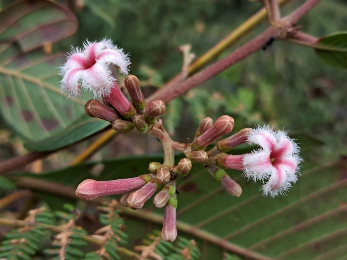Цветки хинного дерева. Фото с сайта <!--noindex--><a href="https://pikabu.ru/story/lekarstvennyie_rasteniya_khinnoe_derevo_12636596?u=http%3A%2F%2Fcosmobase.ru&t=cosmobase.ru&h=6d8e23f1aa9967a33c1e989f71b63eb6732360f6" title="http://cosmobase.ru" target="_blank" rel="nofollow noopener">cosmobase.ru</a><!--/noindex-->.
