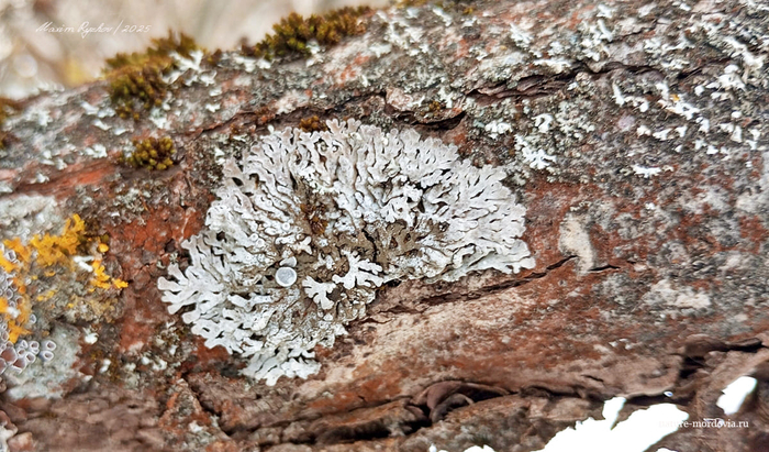 Фискония закрученная (Physconia distorta).