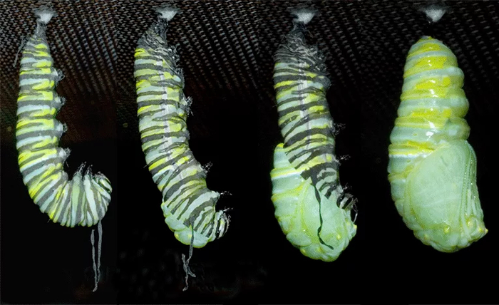 Поэтапный процесс превращения гусеницы в куколку.