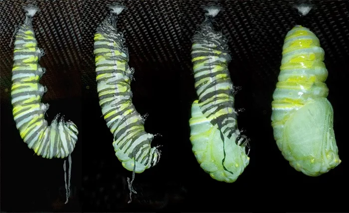 Правда ли, что насекомое внутри куколки полностью растворяется и пересобирается заново? Куколка, Насекомые, Животные, Дикие животные, Яндекс Дзен, Яндекс Дзен (ссылка), Длиннопост Правда ли, что насекомое внутри куколки полностью растворяется и пересобирается заново? Куколка, Насекомые, Животные, Дикие животные, Яндекс Дзен, Яндекс Дзен (ссылка), Длиннопост