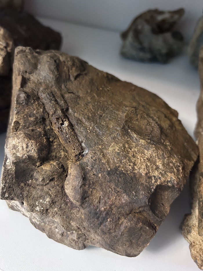 Еще один интересный кусочек раковины, рядом видны окаменелые кораллы и ракушки брахиопод.