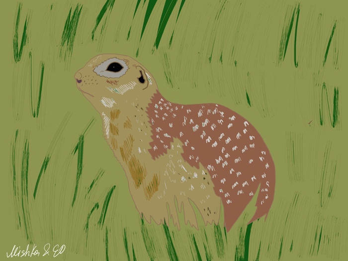 Крапчатый Суслик