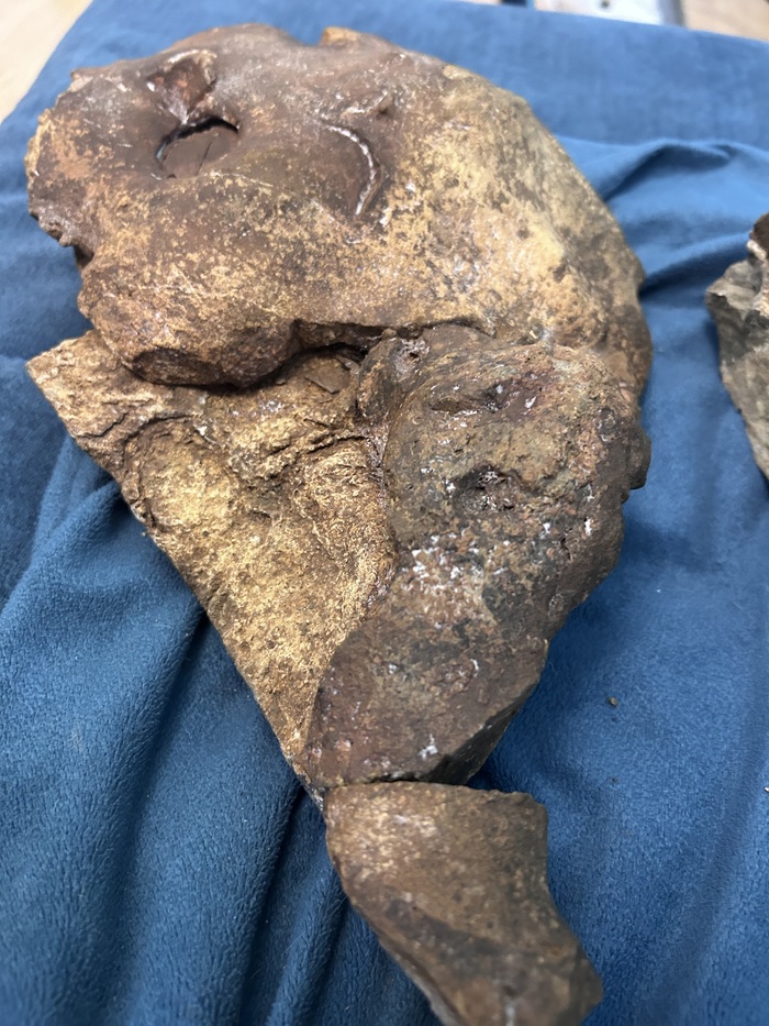 Похоже на лапу краба.