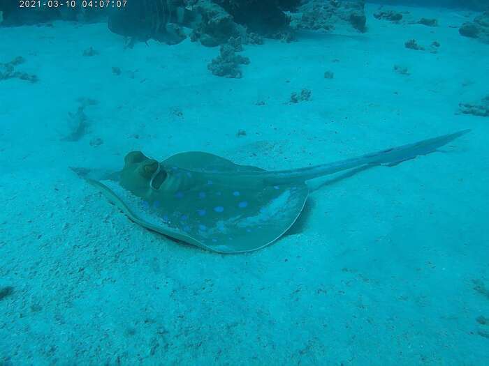 Посмотрел на меня, а потом зарылся в песок.