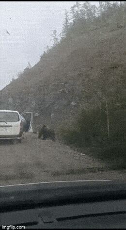 Мы в ответе за тех, кого приручили Гифка, Ассорти, Животные, Длиннопост