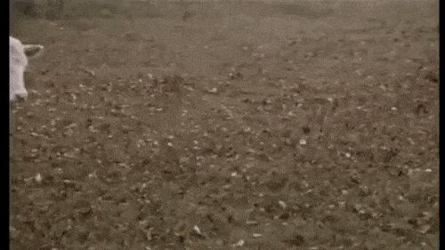 Мы в ответе за тех, кого приручили Гифка, Ассорти, Животные, Длиннопост
