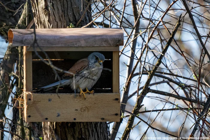 Завёл нелегальную птицеферму в лесу. Что по деньгам Животные, В мире животных, Редкий вид, Дикая природа, Природа России, Птицы, Хищные птицы, Сова, Сокол, Видео, Короткие видео, Длиннопост Завёл нелегальную птицеферму в лесу. Что по деньгам Животные, В мире животных, Редкий вид, Дикая природа, Природа России, Птицы, Хищные птицы, Сова, Сокол, Видео, Короткие видео, Длиннопост