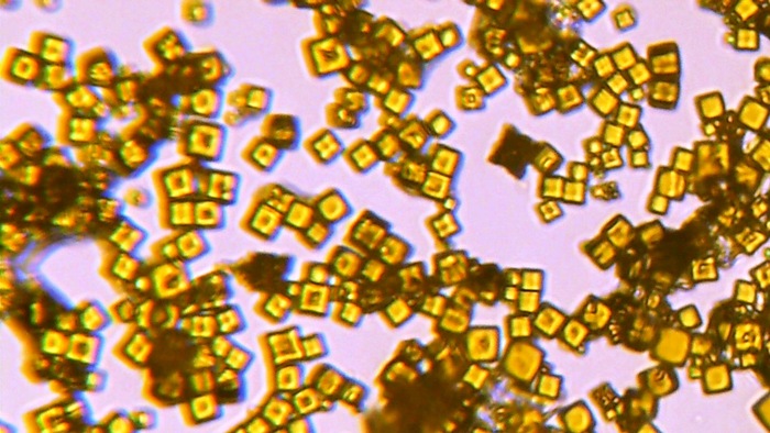 Увеличение х800, нижняя подсветка, раствор