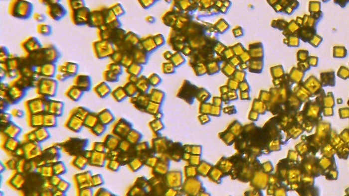 Увеличение х800, нижняя подсветка, раствор