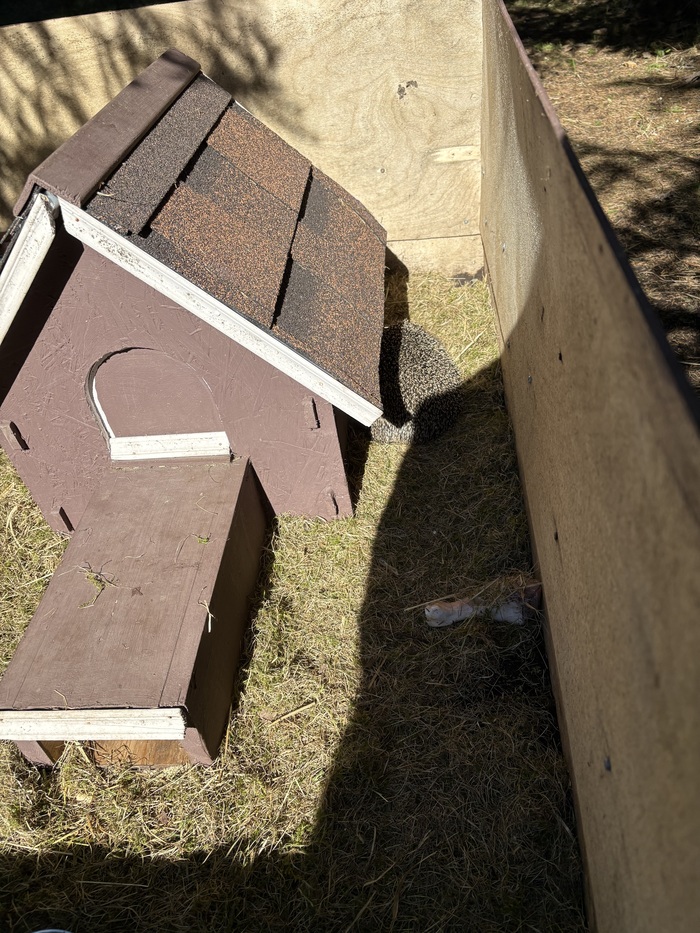 Сид сразу после обнаруженного мной подкопа