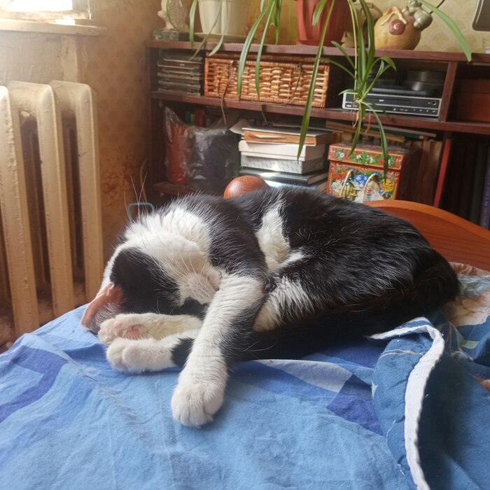 ��� ����