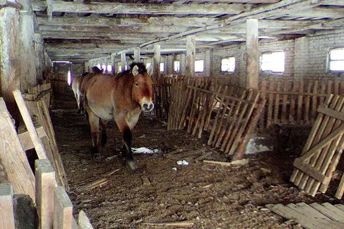 Оранжевые лошадки Чернобыльской зоны отчуждения. Откуда там взялись тахи? Лошади, Чернобыль, Чернобыль: Зона отчуждения, Лошадь Пржевальского, Животные, Дикие животные, Яндекс Дзен, Яндекс Дзен (ссылка), Длиннопост