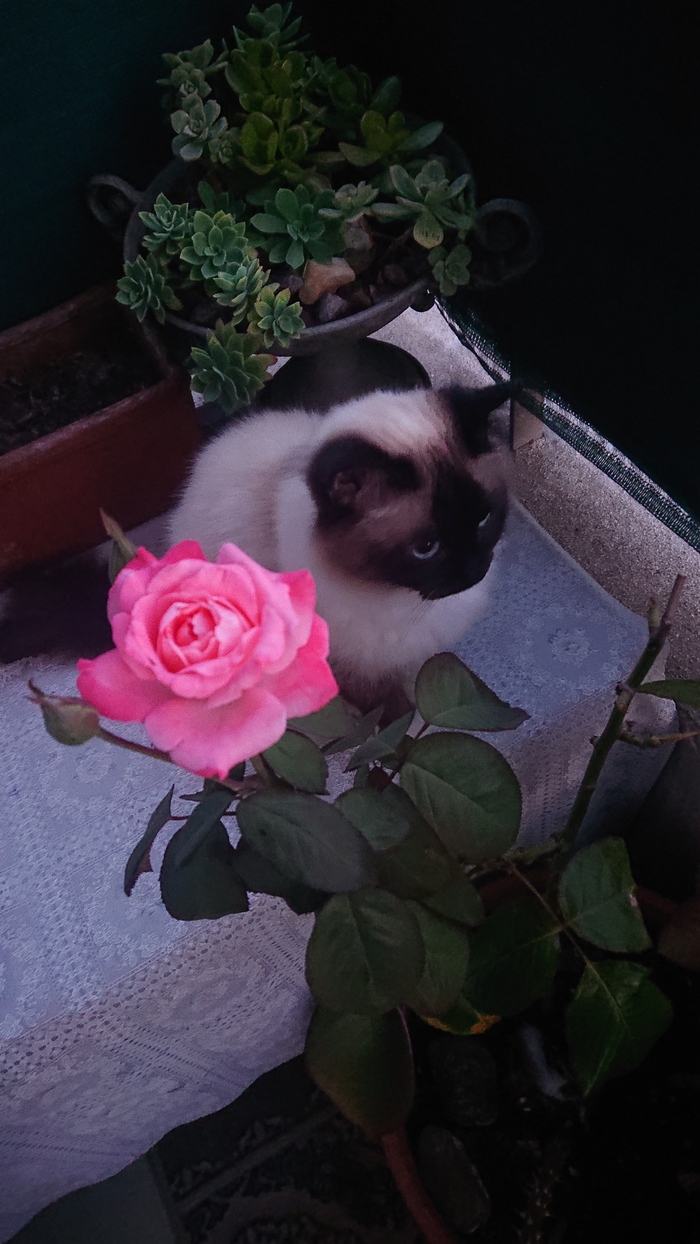   , , ,  , , , 