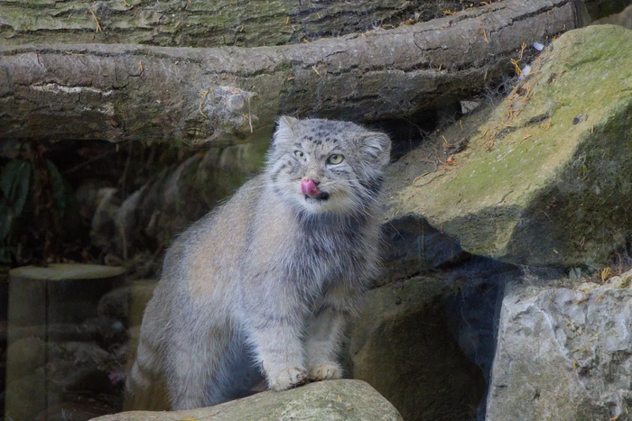 Автор фото Maxamillian John. Фото взято с <a href="https://pikabu.ru/story/vosem_imeninnikov_12638751?u=https%3A%2F%2Fmanulization.ru%2Fmanuls%2Fakiko.html&t=manulization.ru&h=6efb368e44ece43824b17fccfe497901add05dfb" title="https://manulization.ru/manuls/akiko.html" target="_blank" rel="nofollow noopener">manulization.ru</a>